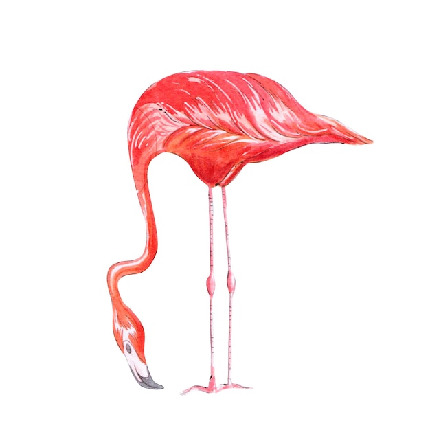 Pink flamingo watercolor illustration isolated on white background