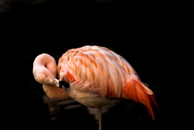 Foto flamingo rosa