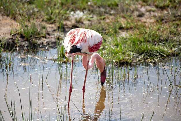 Pink flamingoes at Amboseli lake Kenya