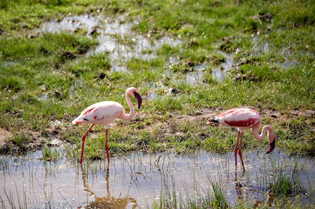 Pink flamingoes at Amboseli lake Kenya