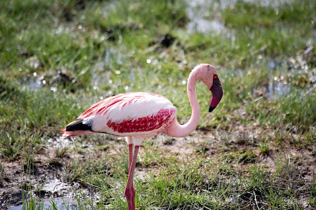 Photo pink flamingoes at amboseli lake kenya