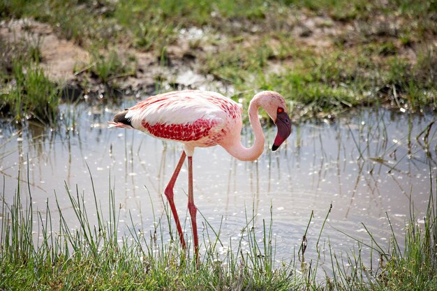 Pink flamingoes at Amboseli lake, Kenya