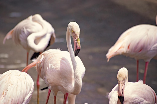 Pink flamingoes close up in the park