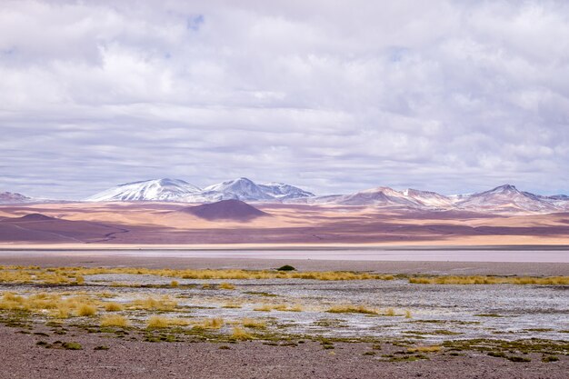 Pink flamingos in the Colorada lagoon, Bolivia, South America