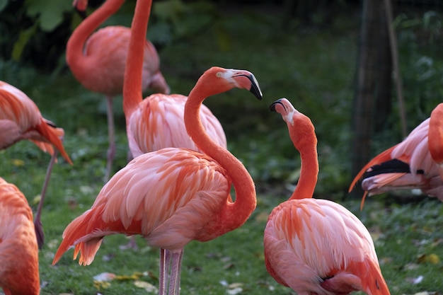 Pink flamingos family group on green