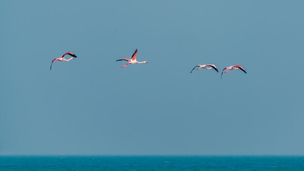 Pink flamingos in flight over the sea