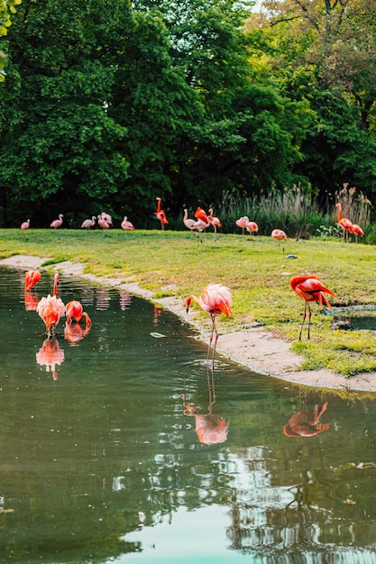 Pink flamingos on the lake on a sunny summer day