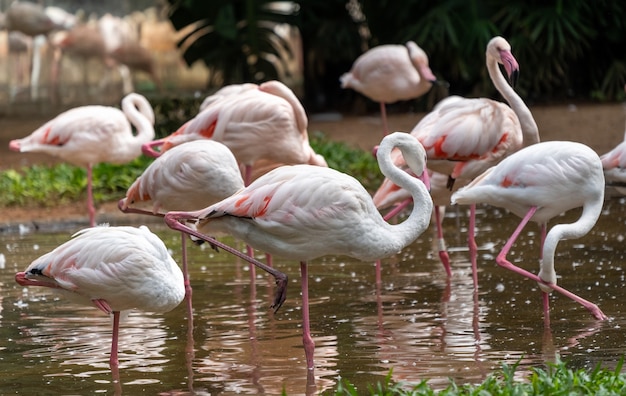 Pink flamingos in the national birds Aves park, Brazil.