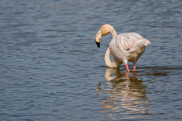 Pink flamingos in the Natural Park of the Marshes