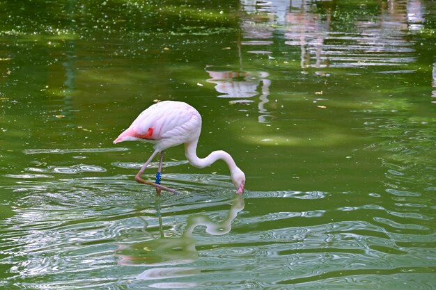 Pink flamingos near the pond