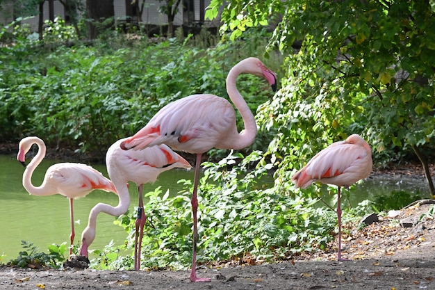 Pink flamingos near the pond