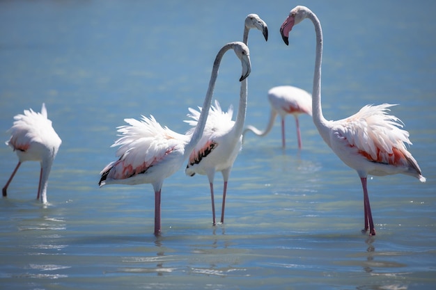 Pink flamingos on a salt lake closeup copy space