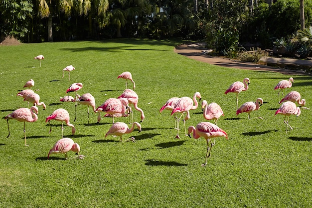 Photo pink flamingos on a summer day.