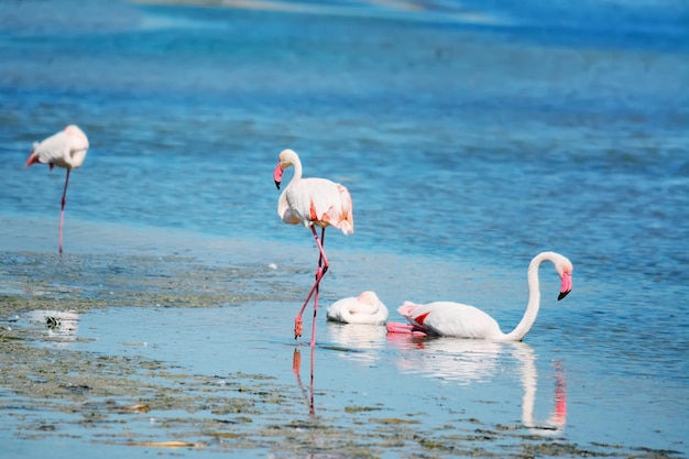 Розовые фламинго в воде