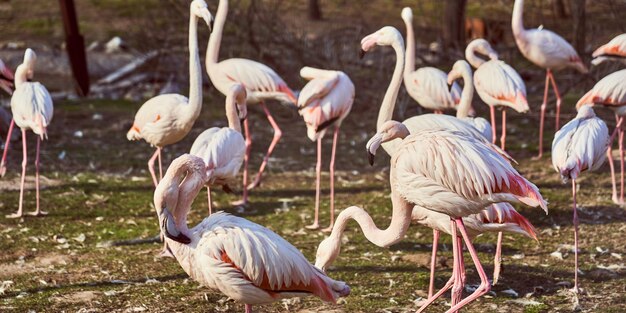 Pink flamingos in the zoo flock of birds walking on the grass