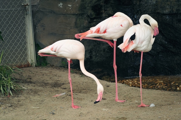 動物園のピンクフラミンゴ