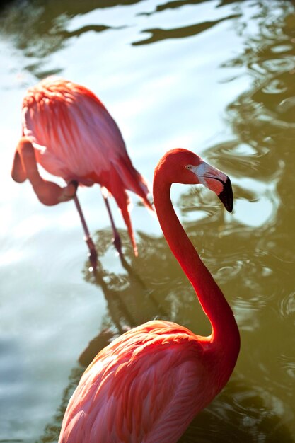 Photo pink flamingos