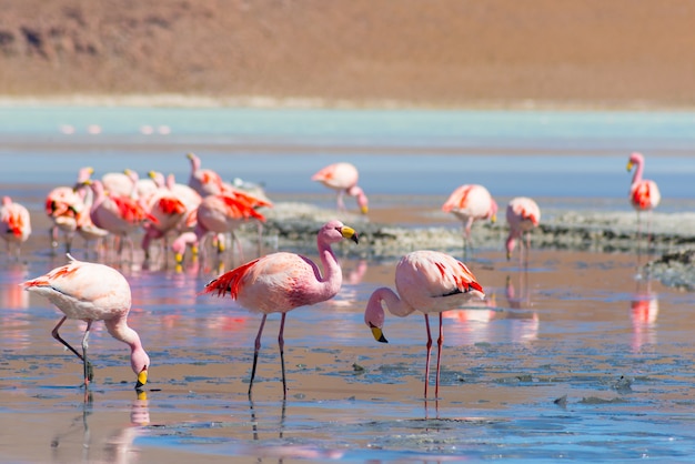 Pink flamingos  