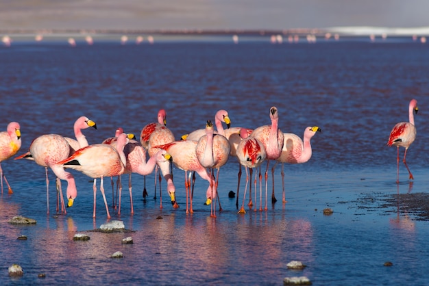 Photo pink flamingos