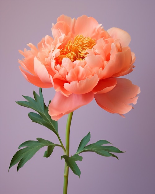 Pink floral plant nature flower peony colorful