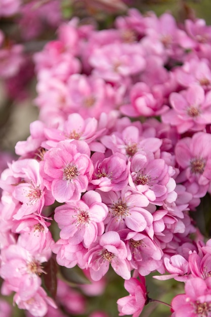 Pink floral sakura bloom floral sakura blossom floral sakura blooming on branch