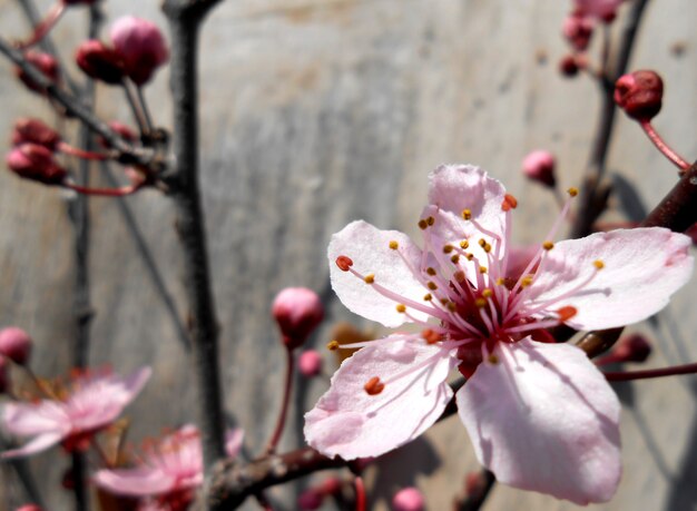 Foto flore rosa su fondo in legno