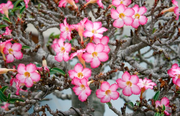 핑크 꽃, Adenium obesum 나무, 사막 장미, 임 팔 라 릴리