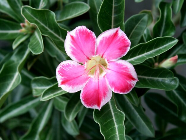 Розовый цветок, Adenium obesum дерево, пустынная роза, лилия импала