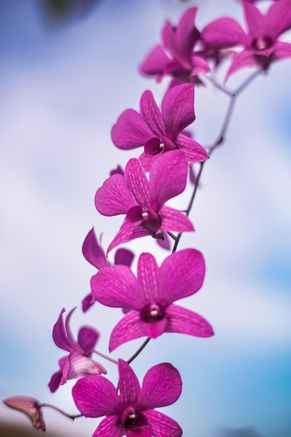 A pink flower against a blue sky