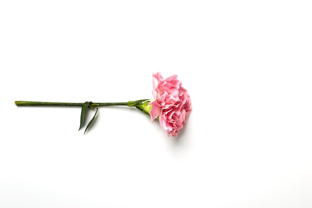 Pink flower against white background