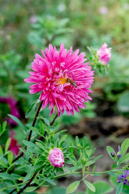 A pink flower of aster and bee in the garden among the green leaves