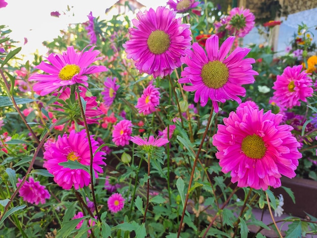 アスターのピンクの花