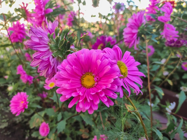 Pink flower of an aster