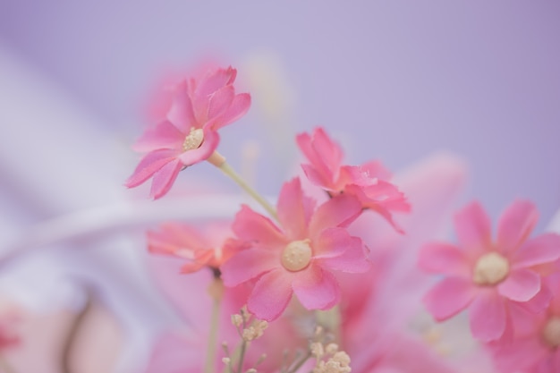 Pink flower for background,Love concept.