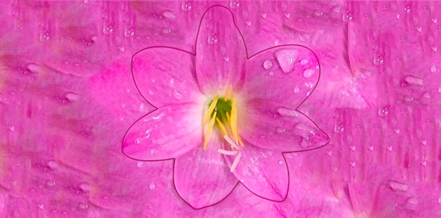 pink flower background photo