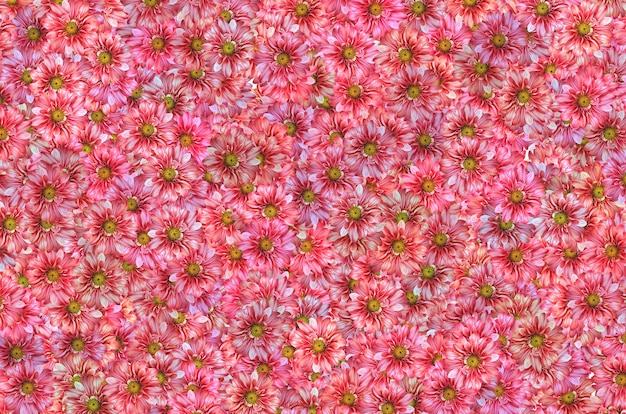 A pink flower background with a green center.