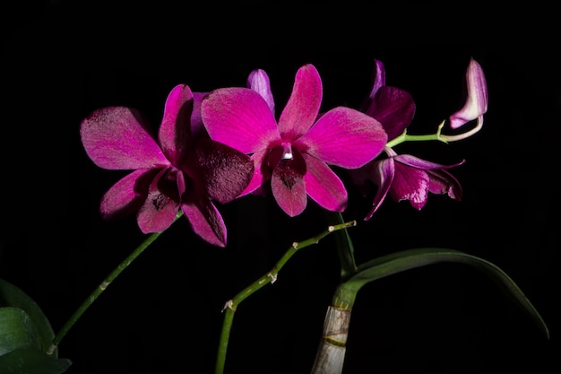 Pink flower background