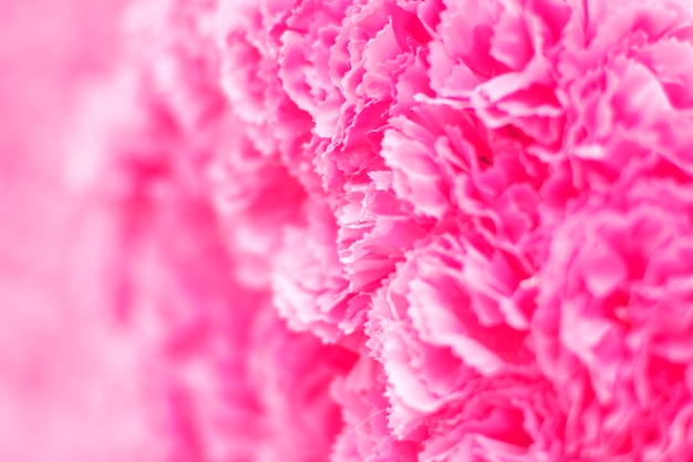 pink flower background