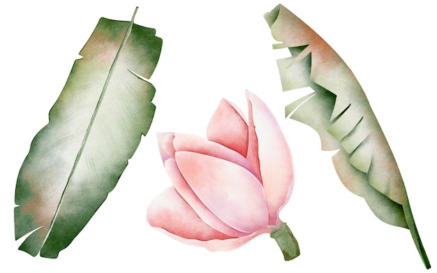 Набор акварельных изолированных элементов розового цветка и банановых листьев