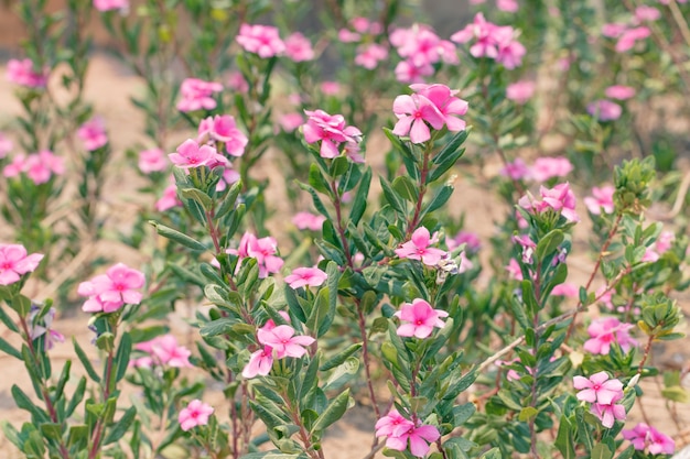 Pink flower beautiful morning