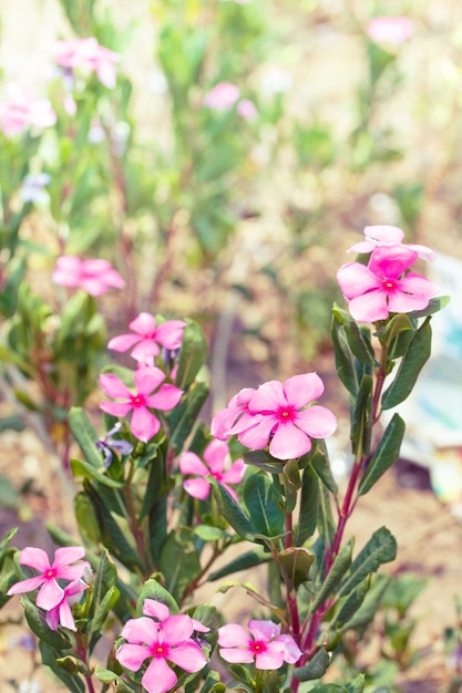 ピンクの花の美しい朝