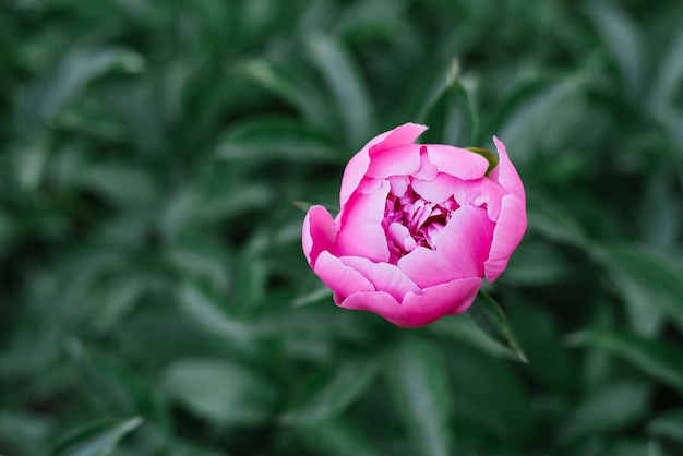 春のクローズアップで庭に美しい牡丹のピンクの花。セレクティブフォーカス