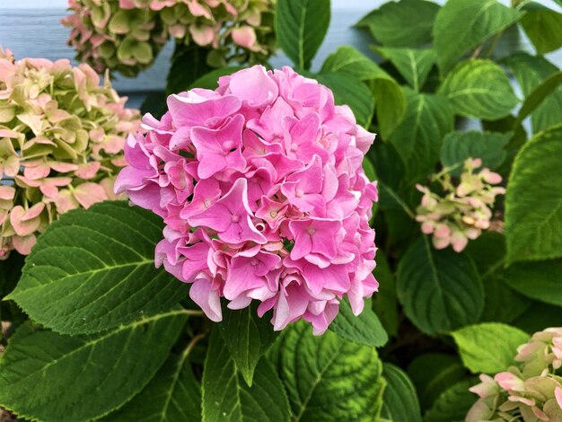 Pink flower beautiful