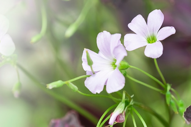 ぼかしボケの秋の枝にピンクの花が咲く