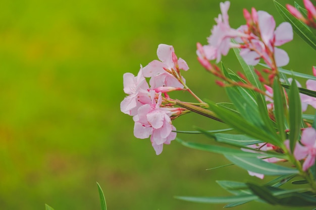 ピンクの花が咲く