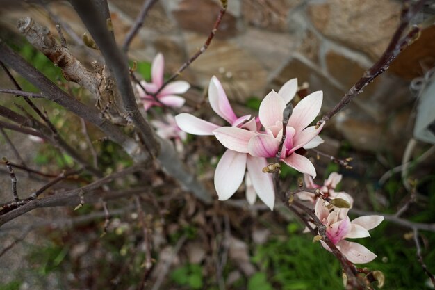 庭の春にピンクの花が咲く