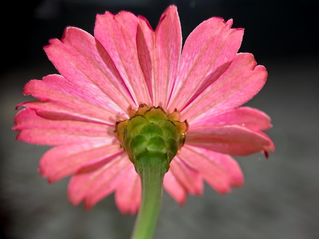 背景をぼかした写真に日光の下でピンクの花が咲く