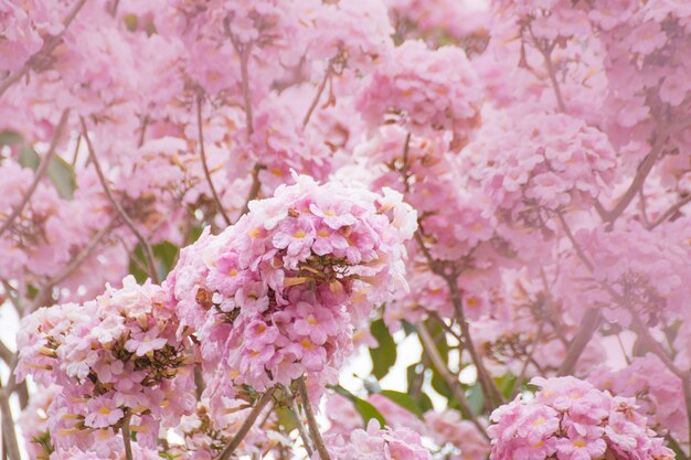 庭のピンクの花の花