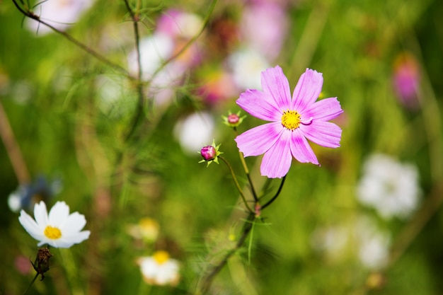 庭のピンクの花の花