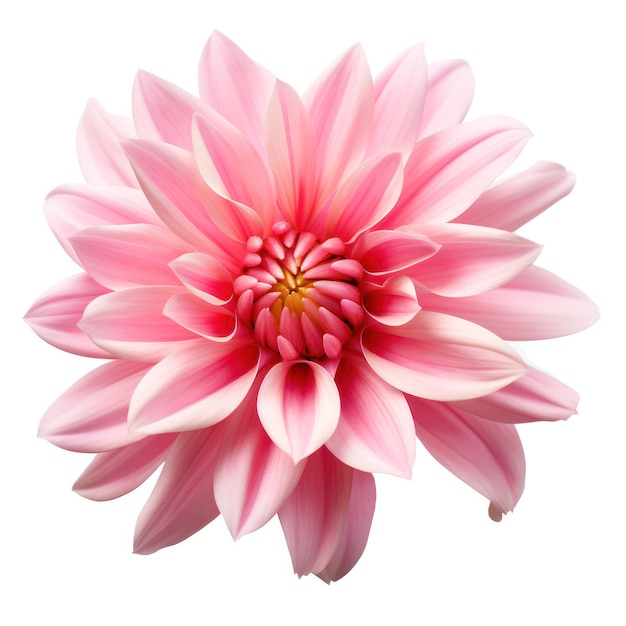 Pink Flower Blossom Isolated on White Background